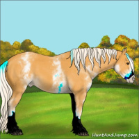 Horse Color:White Spotted Palomino Tobiano