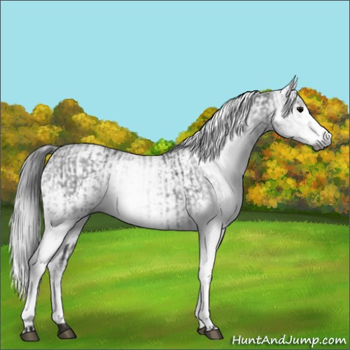 Horse Color:Gray White Spotted Black and Gray White Spotted Black