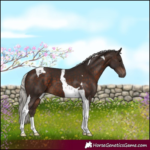 Horse Color:Silver Brown Tobiano