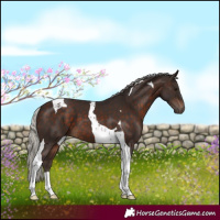 Horse Color:Silver Brown Tobiano 