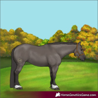 Horse Color:Smoky Grullo