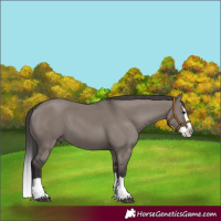 Horse Color:Smoky Grullo Splash 