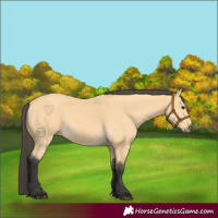 Horse Color:Buckskin 