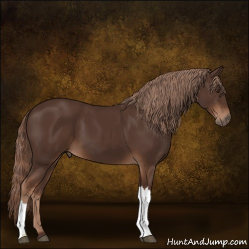 Horse Color:Liver Chestnut 