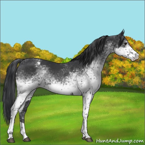Horse Color:White Spotted Black Tobiano Appaloosa Rabicano
