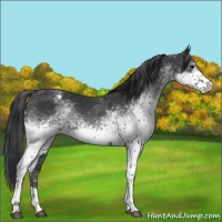 Horse Color:White Spotted Black Tobiano Appaloosa Rabicano 