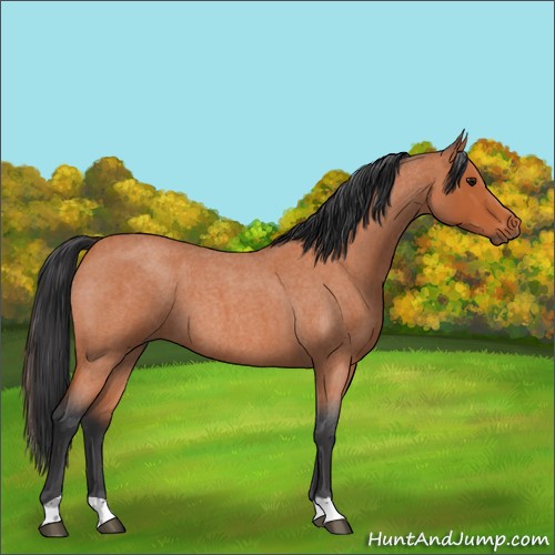 Horse Color:Bay Roan 