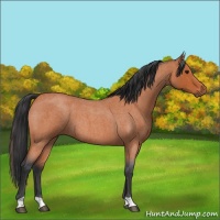 Horse Color:Bay Roan 