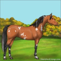 Horse Color:White Spotted Bay 
