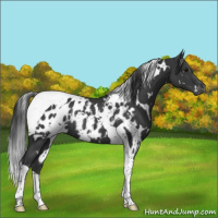 Horse Color:White Spotted Black Tobiano Appaloosa Rabicano 