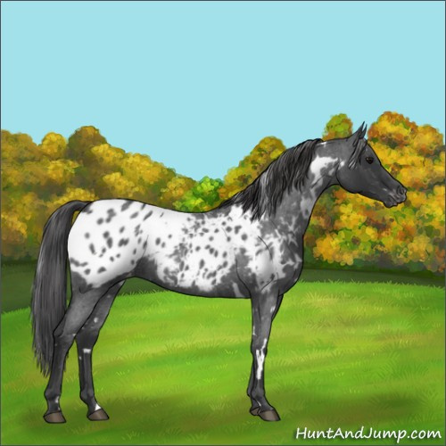 Horse Color:White Spotted Blue Roan Blanket 