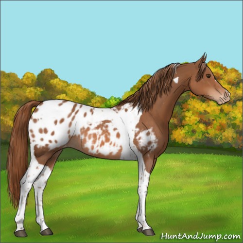 Horse Color:Chestnut Tobiano Blanket Rabicano