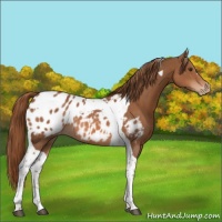 Horse Color:Chestnut Tobiano Blanket Rabicano 
