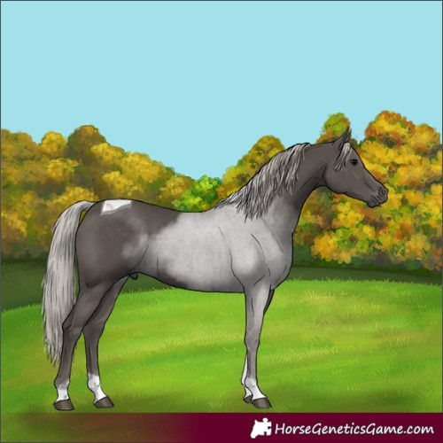 Horse Color:Silver Black Tobiano 