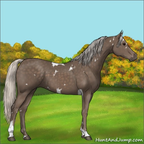 Horse Color:White Spotted Silver Black Tobiano 