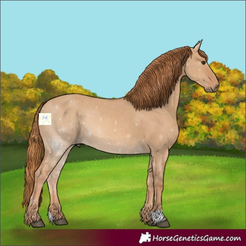 Horse Color:Red Dun 