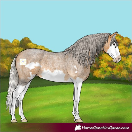 Horse Color:Silver Buckskin Roan Splash Frame 