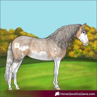 Horse Color:Silver Buckskin Roan Splash Frame 
