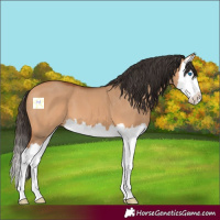 Horse Color:Bay Dun Splash 