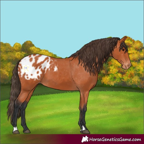 Horse Color:Bay Appaloosa 