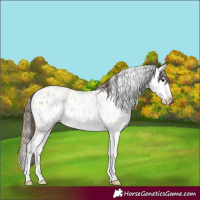 Horse Color:Bay Roan Splash Frame Appaloosa 