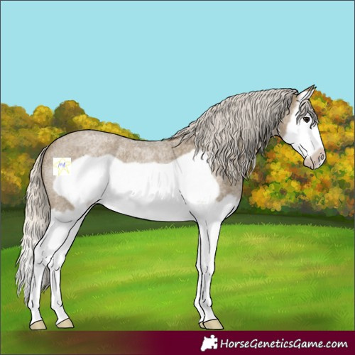 Horse Color:Silver Smoky Blue Roan Splash Frame 