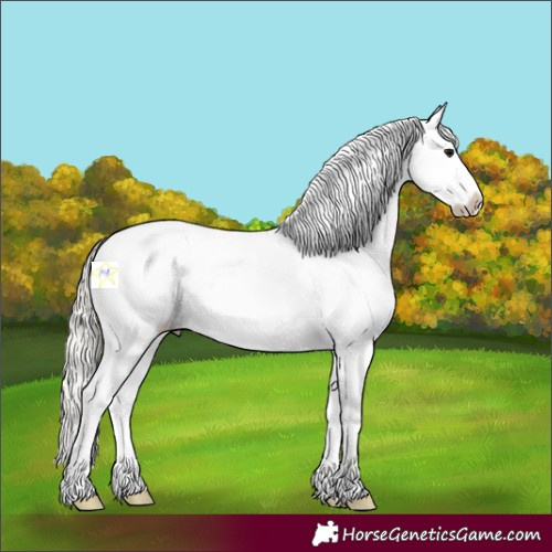 Horse Color:White Spotted Silver Black Splash 