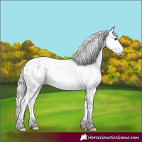 Horse Color:White Spotted Silver Black Splash