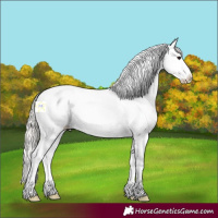 Horse Color:White Spotted Silver Black Splash 