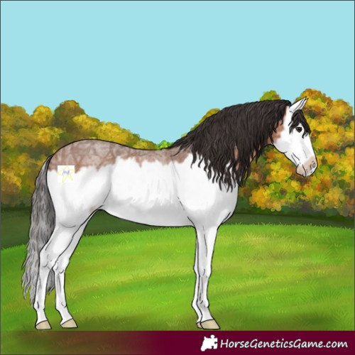 Horse Color:Bay Ice Roan Splash Frame 