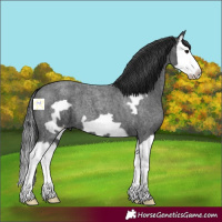 Horse Color:Blue Roan Splash Frame 