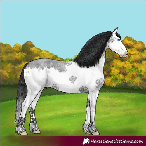 Horse Color:Blue Roan Splash