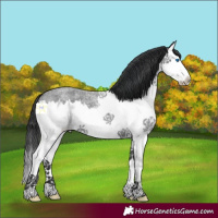 Horse Color:Blue Roan Splash 