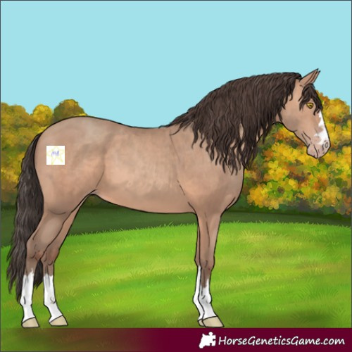 Horse Color:Amber Champagne 