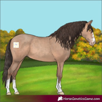 Horse Color:Amber Champagne 