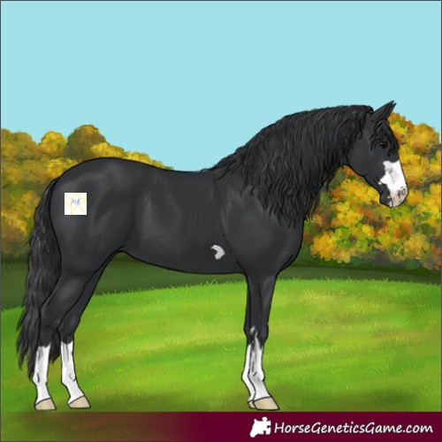 Horse Color:Black 
