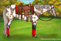 Horse Color:Gray Silver Brown Dun Appaloosa