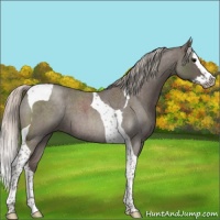 Horse Color:Silver Blue Roan Splash Tobiano 