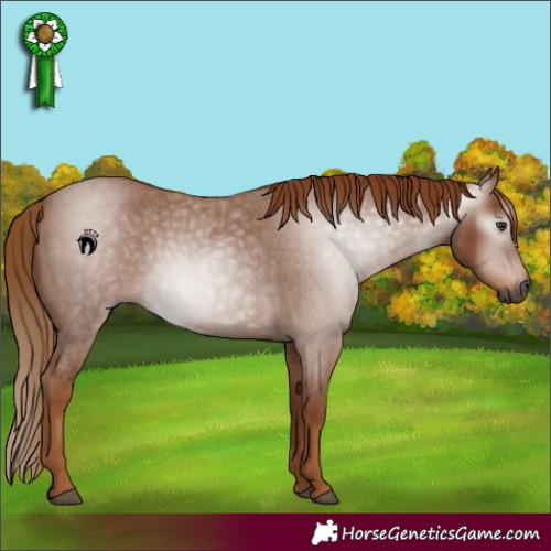 Horse Color:Gray Red Roan