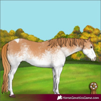 Horse Color:White Spotted Chestnut Tobiano 