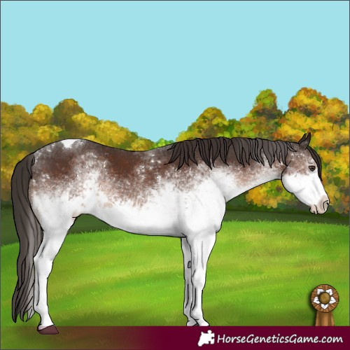 Horse Color:White Spotted Liver Chestnut Tobiano 