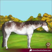 Horse Color:White Spotted Liver Chestnut Tobiano 
