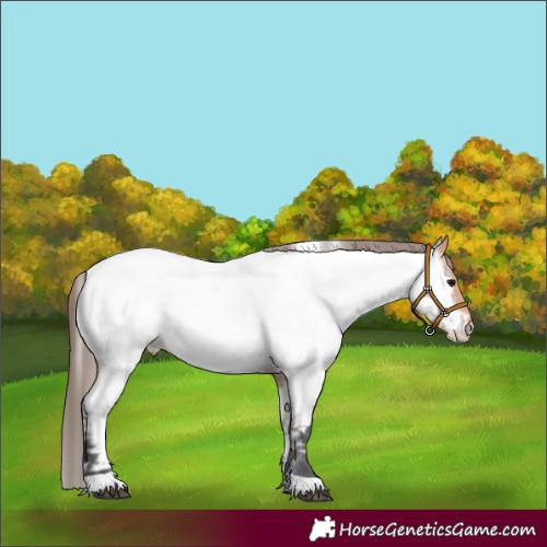 Horse Color:Unknown 