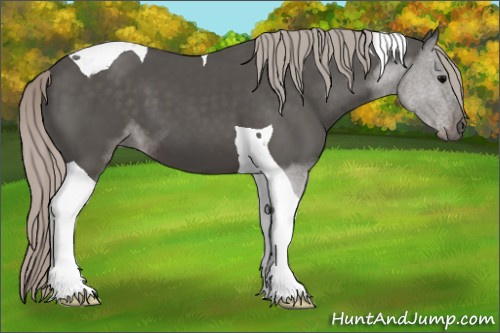 Horse Color:Silver Black Tobiano