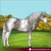 Horse Color:White Spotted Silver Black 
