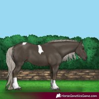 Horse Color:Silver Smoky Black Tobiano 