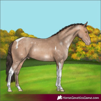 Horse Color:Amber Champagne Tobiano