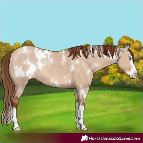 Horse Color:White Spotted Red Dun Splash Rabicano 