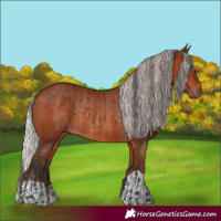 Horse Color:Bay Rabicano  and Silver Bay Rabicano 