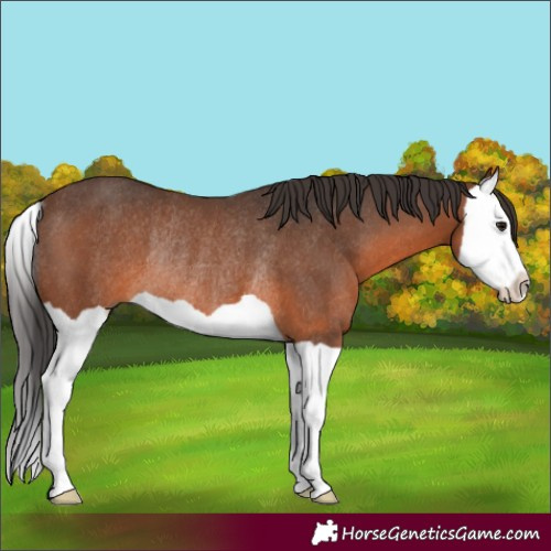 Horse Color:Brown Splash Rabicano